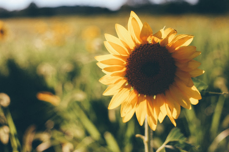 AF1QipPGHZBuPOGs7ttaxoppV7MOuXtwdHQYGcMCziCJ=w800-h500-k-no